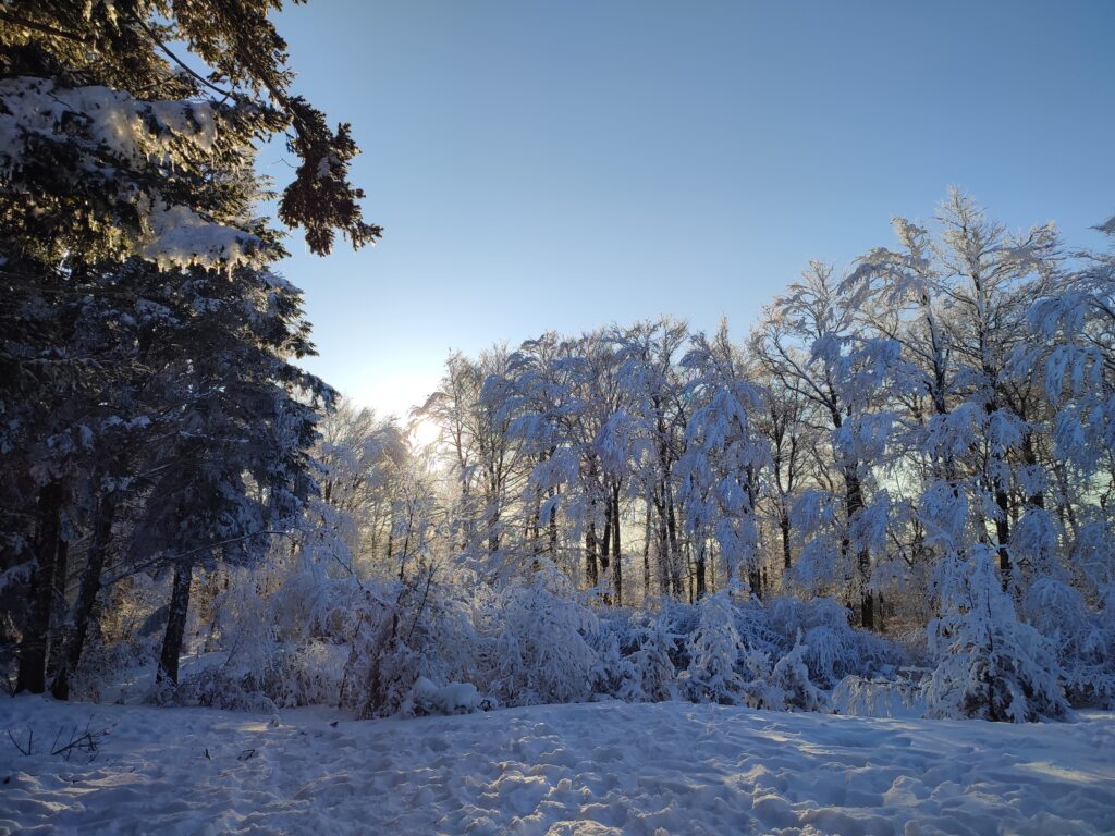 mont aigoual - cevennes - emoya