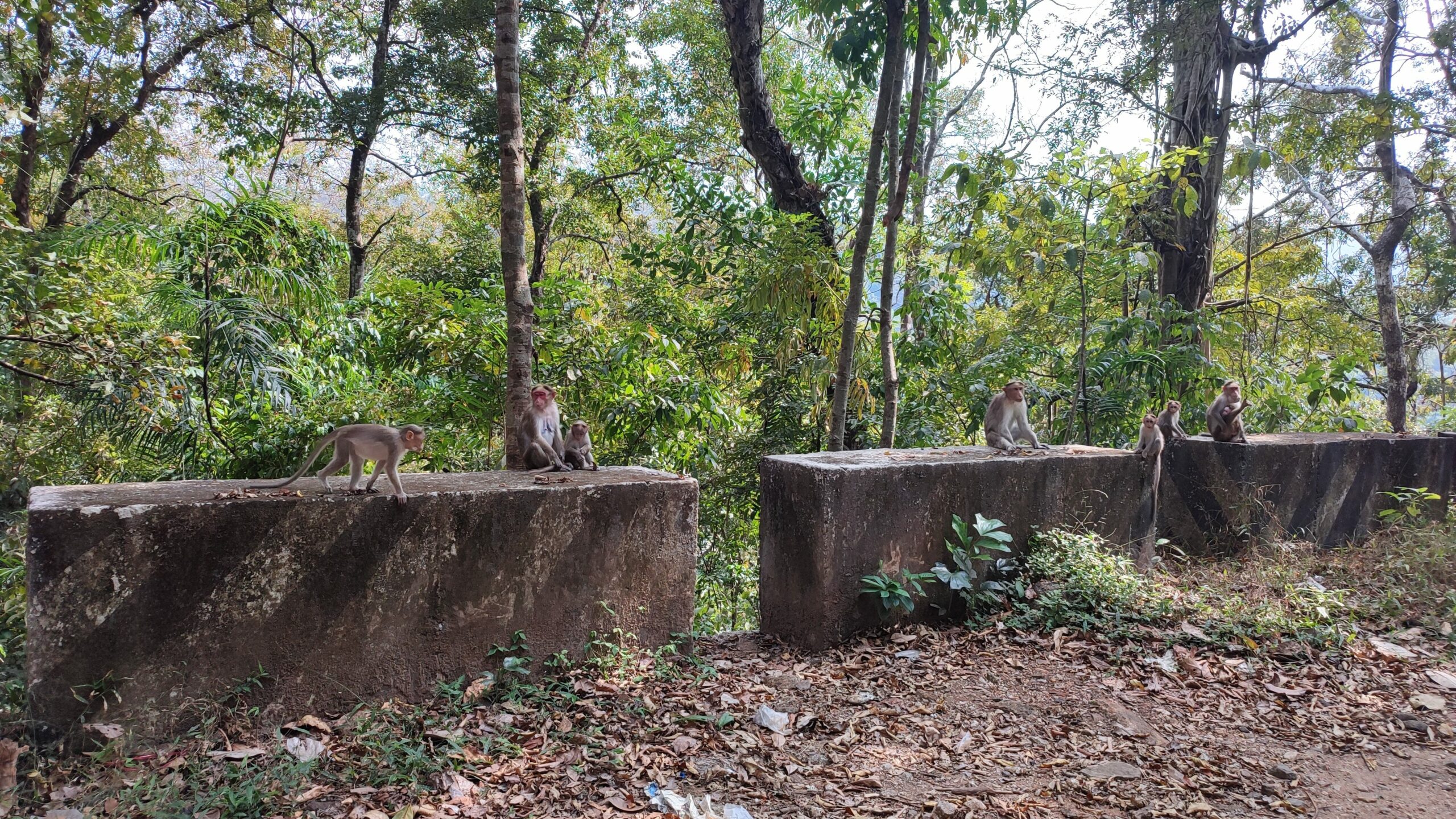 singes munnar - emoya voyage